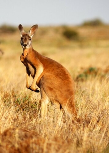 Red Kangaroo