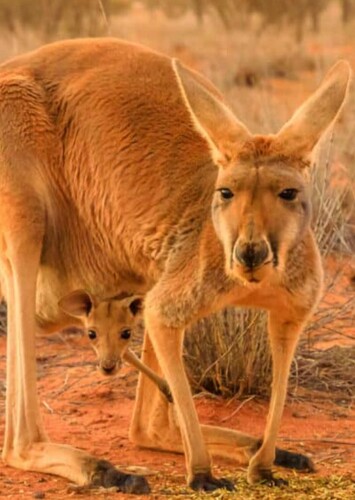 Red Kangaroo