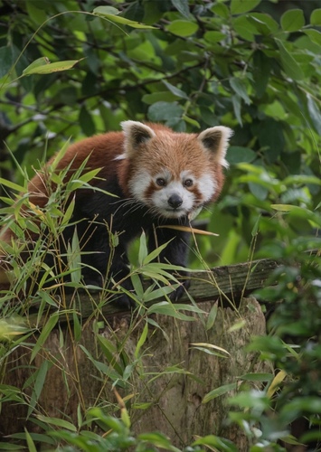 Red Panda