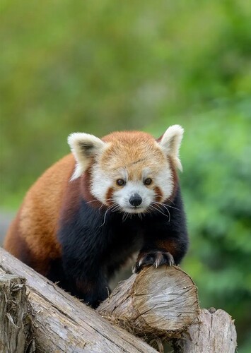 Red Panda