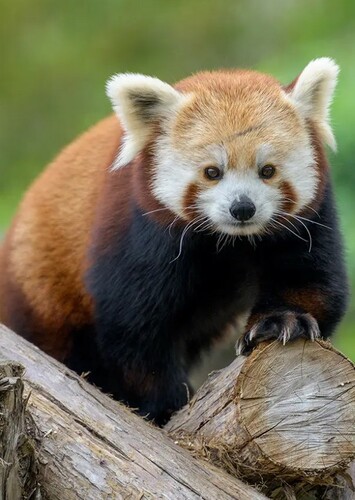 Red Panda