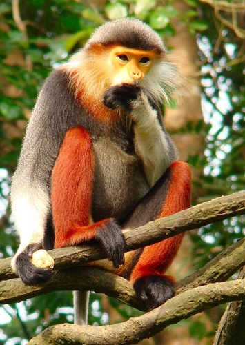 Red-Shanked Douc
