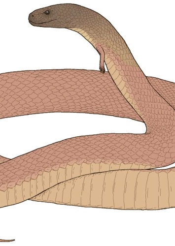 Red snake