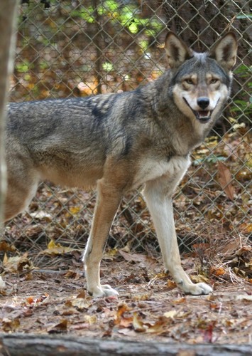 Red Wolf