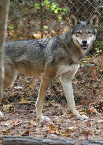 Red Wolf