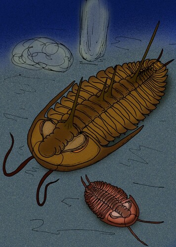 Redlichia