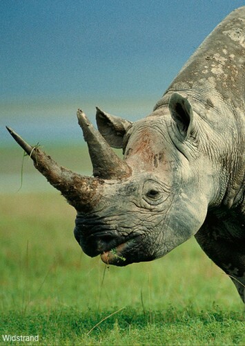 Reggie the Black Rhinoceros