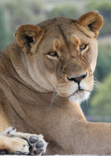 Regine the Lioness