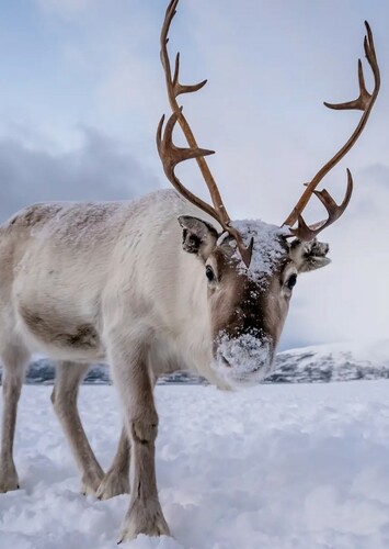 Reindeer