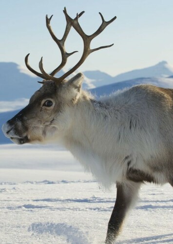 Reindeer
