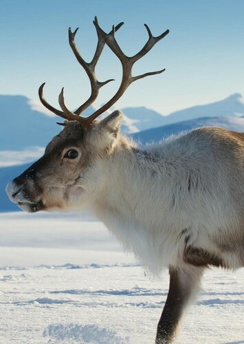 Reindeer