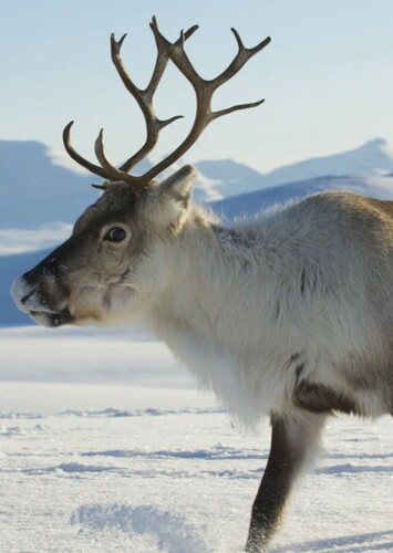 Reindeer