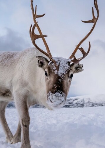 Reindeer