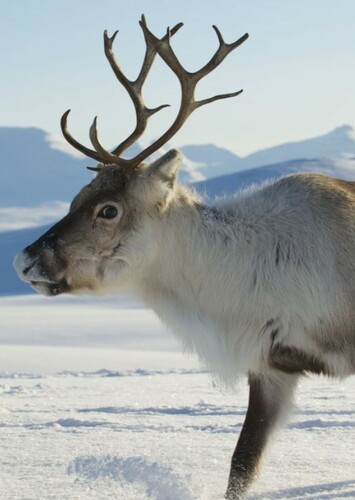 Reindeer