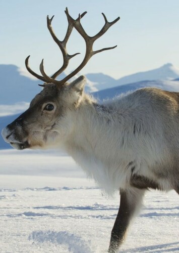 Reindeer