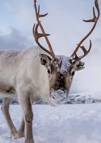 Reindeer