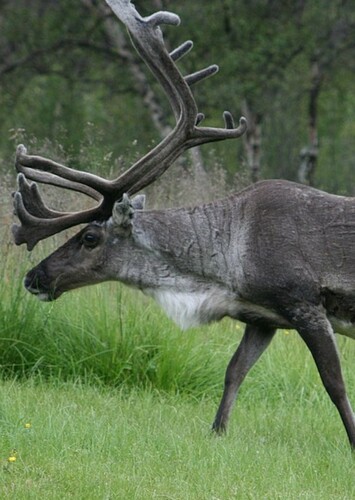 Reindeer