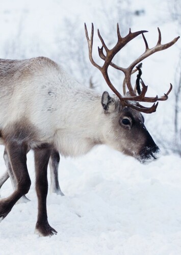 Reindeer