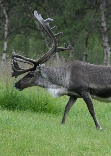 Reindeer