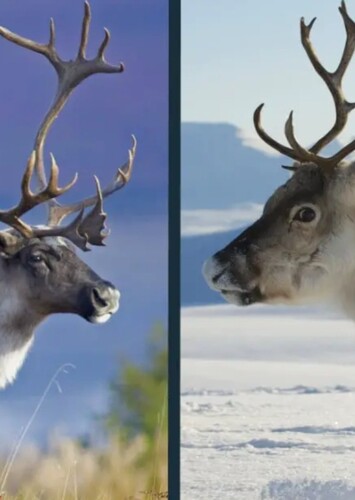 Reindeer/Caribou