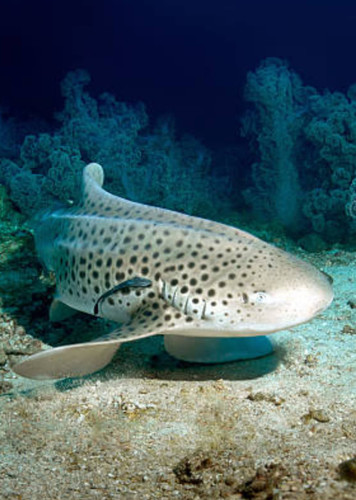 Remora