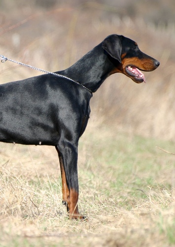 Rex