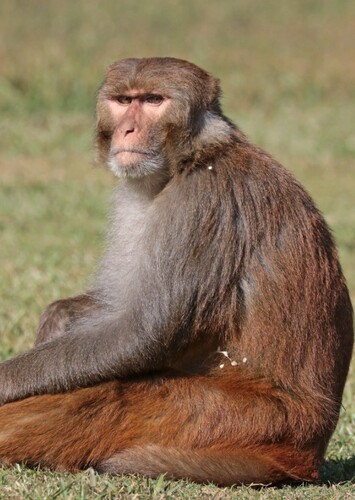 Rhesus Macaque