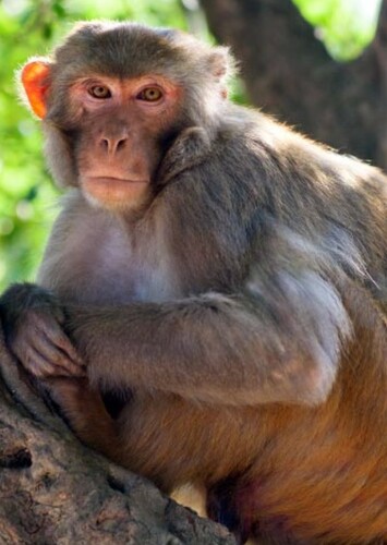 Rhesus Macaque
