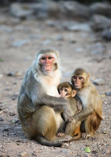 Rhesus Macaque