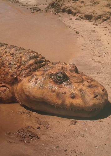 Rhinesuchus