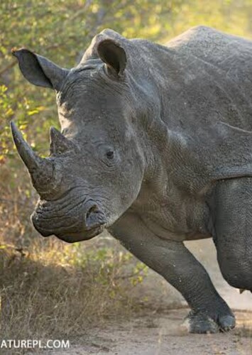 Rhino