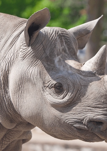 Rhinoceros