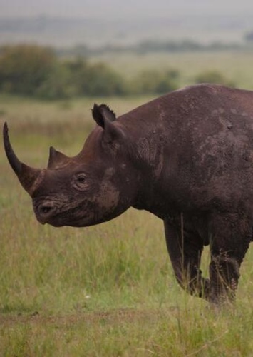 Rhinoceros