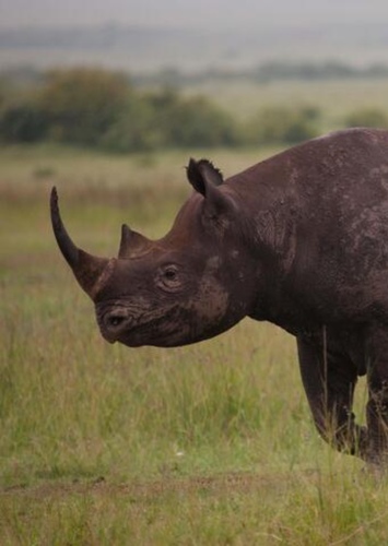 Rhinoceros