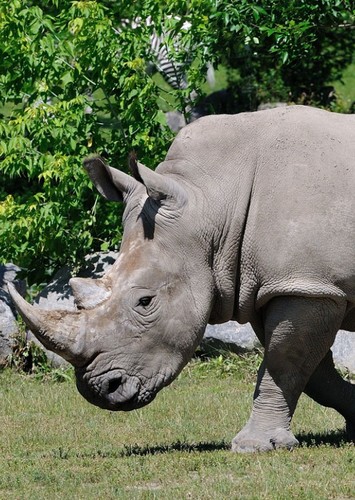 Rhinoceros