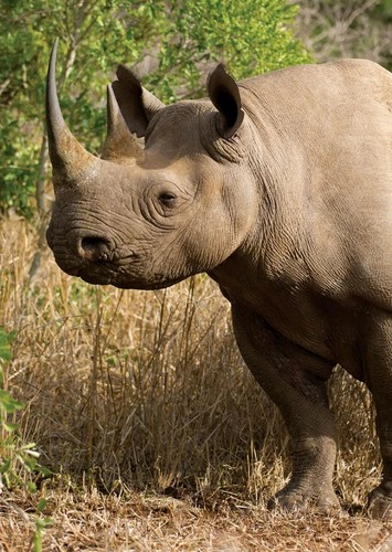 RHINOCEROS