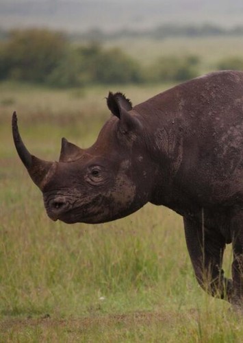 Rhinoceros