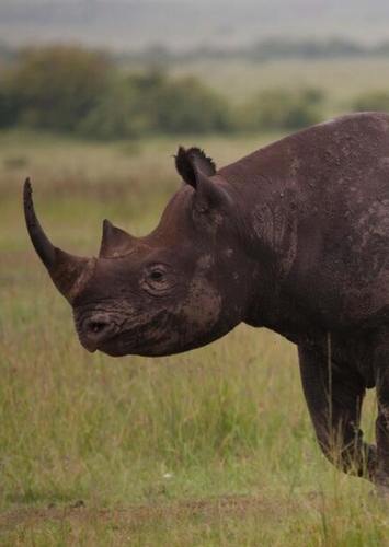 Rhinoceros