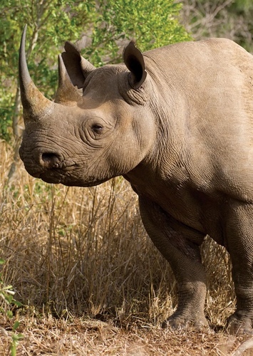 Rhinoceros