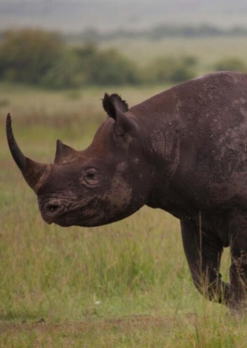 Rhinoceros