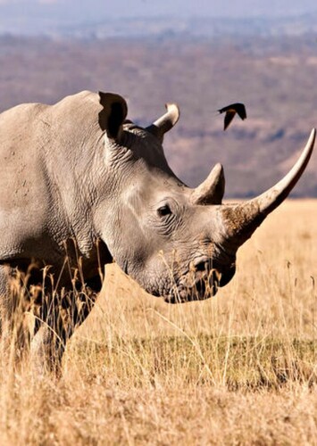 Rhinoceros