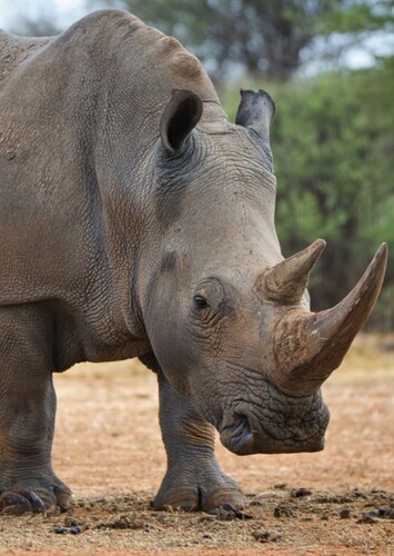 Rhinoceros