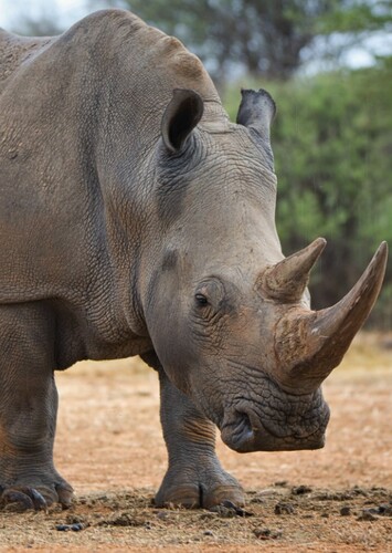 Rhinoceros