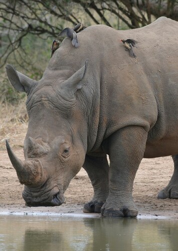 Rhinoceros