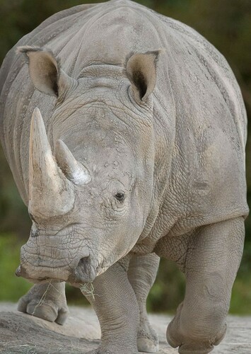 Rhinoceros