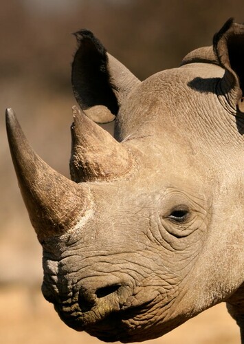 Rhinoceros