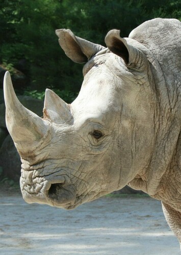 Rhinoceros