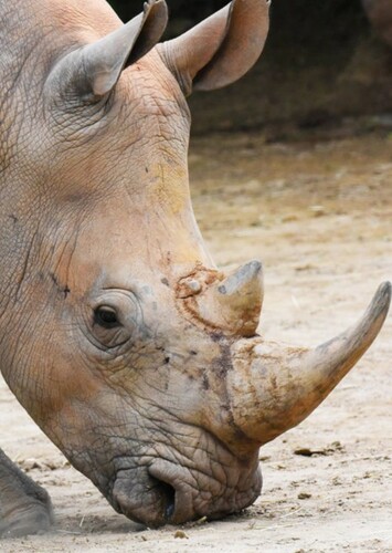 Rhinoceros