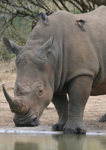 Rhinoceros