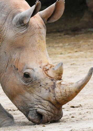 Rhinoceros